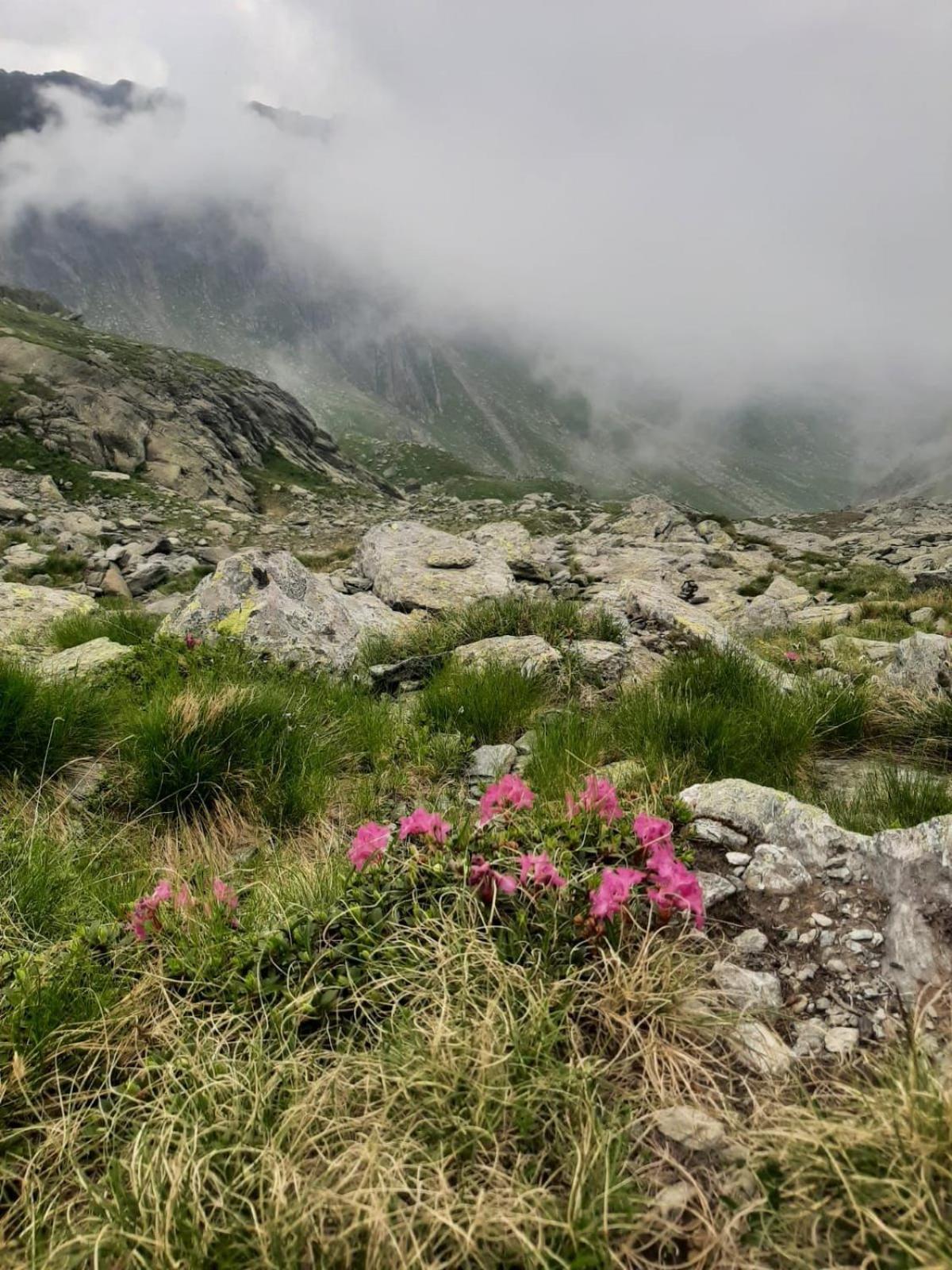 Casa Oaspeti Transfagarasan Cartisoara Exterior foto